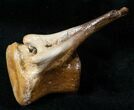 Superbly Preserved Hadrosaur Vertebra - Montana #13567-1